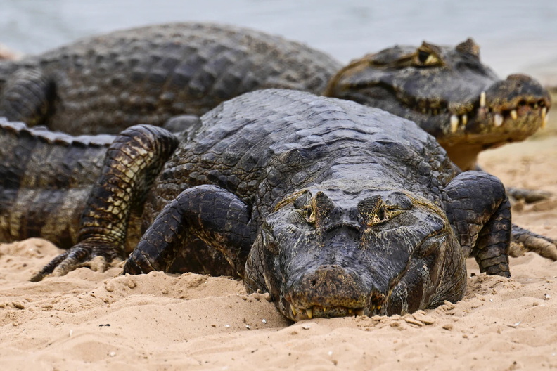 Black Caimans (Melanosuchus niger) in Corumbá, southwestern Brazil